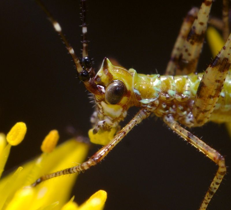 Жуткие насекомые (49 Фото)