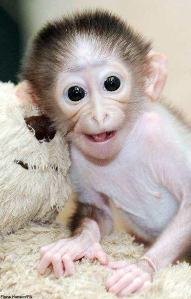 Классная обезьянка (5 Фото)