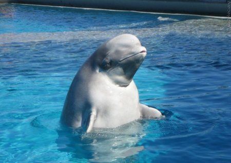 Супер дельфин (53 Фото)