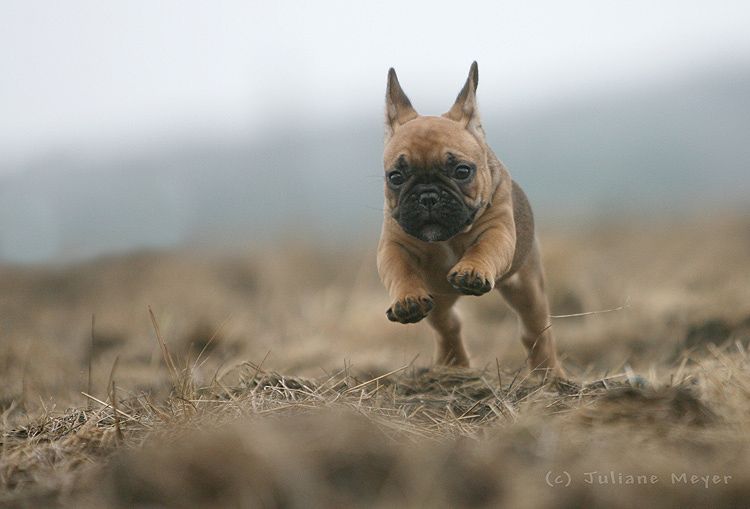 Стоп-кадр. Собаки на лету (36 Фото)
