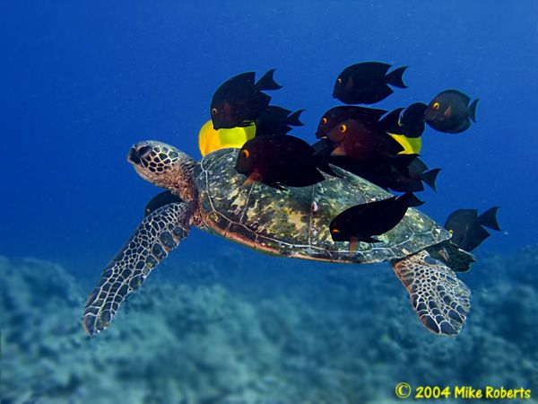 Красивые фотографии подводного мира (23 Фото)
