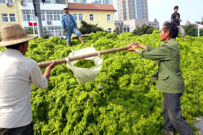 Нашествие водорослей в Китае (11 Фото)