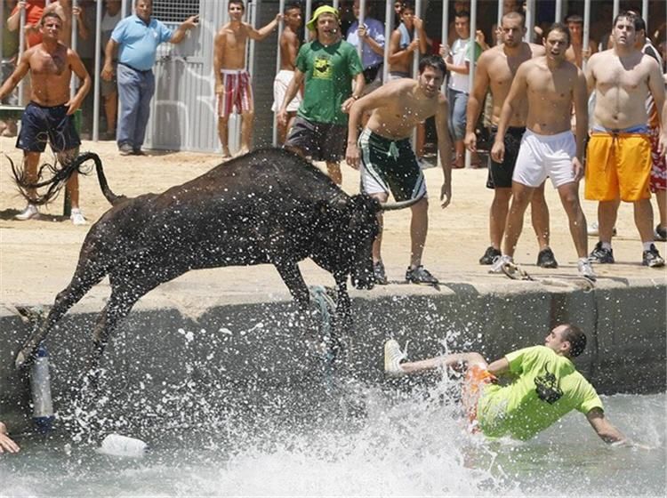 Необычный испанский праздник "Bous a la Mar" или "Быки в воде" (6 Фото)
