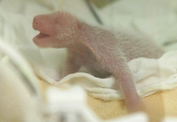 Новорожденная пандочка (6 Фото)