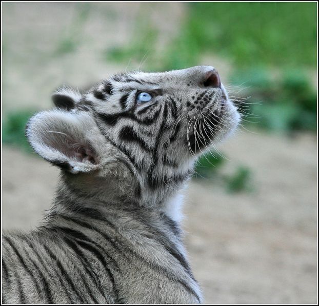 Позитив. Прикольные тигрята (21 Фото)