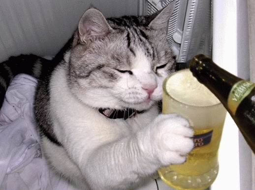 Коты-пьяницы (17 Фото)