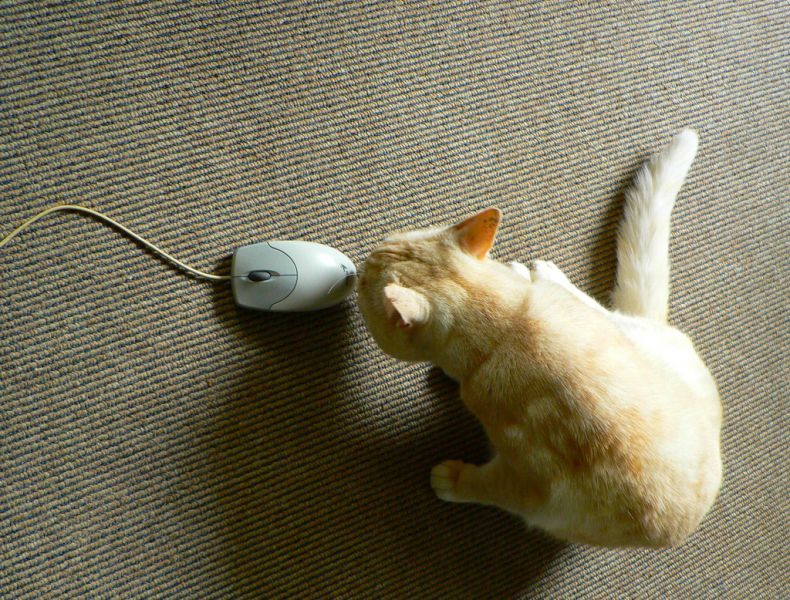 Кошки и мышки (10 Фото)