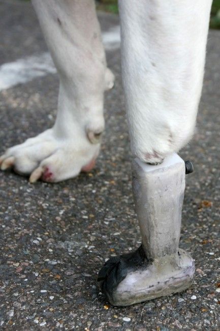 Собака с протезом на 20 тысяч долларов (3 Фото)