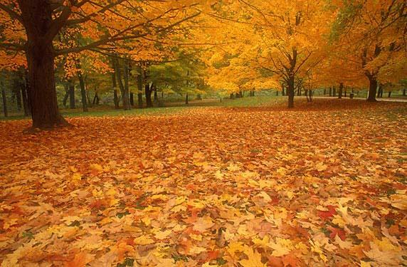 Осень (11 Фото)