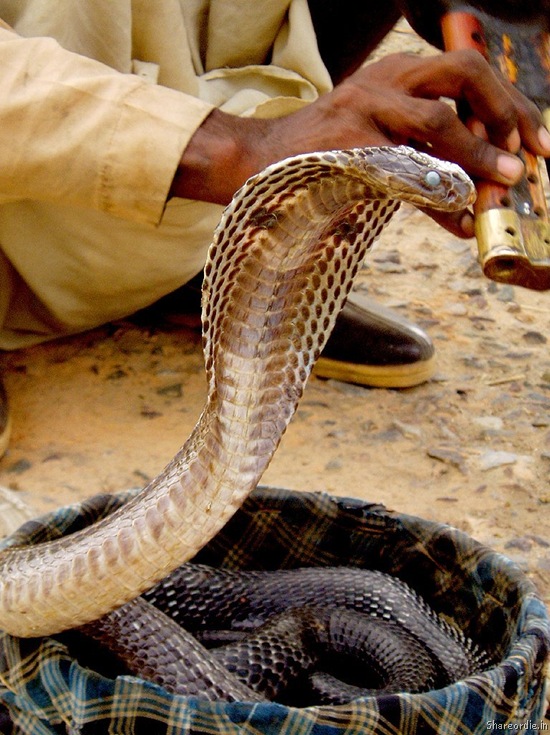 Заклинатели змей (43 Фото)