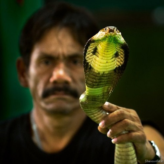 Заклинатели змей (43 Фото)