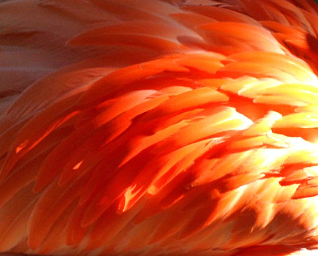 Фламинго (30 Фото)