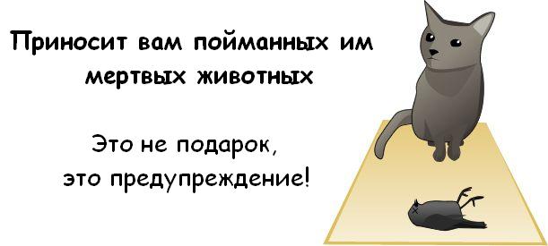 http://trinixy.ru/pics3/20081114/cat_05.jpg