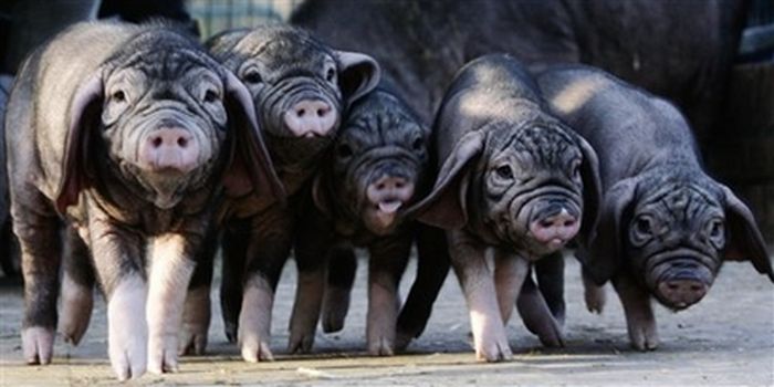 Китайские свиньи (8 Фото)