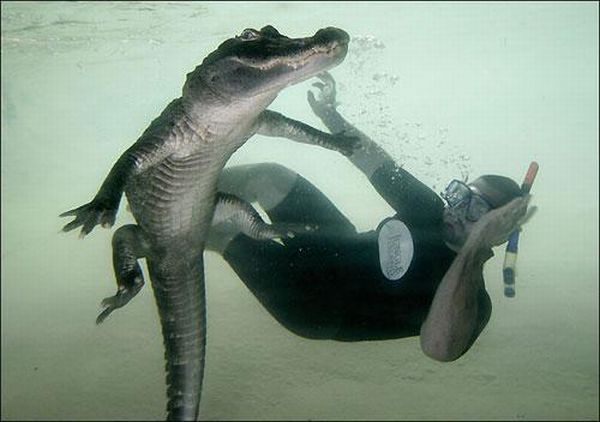 Плавание с крокодилами (7 Фото)
