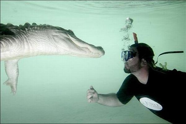 Плавание с крокодилами (7 Фото)