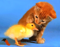 https://trinixy.ru/pics4/20090130/cat_duck_02.gif