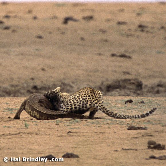 Леопард против крокодила. Полная версия (34 Фото)