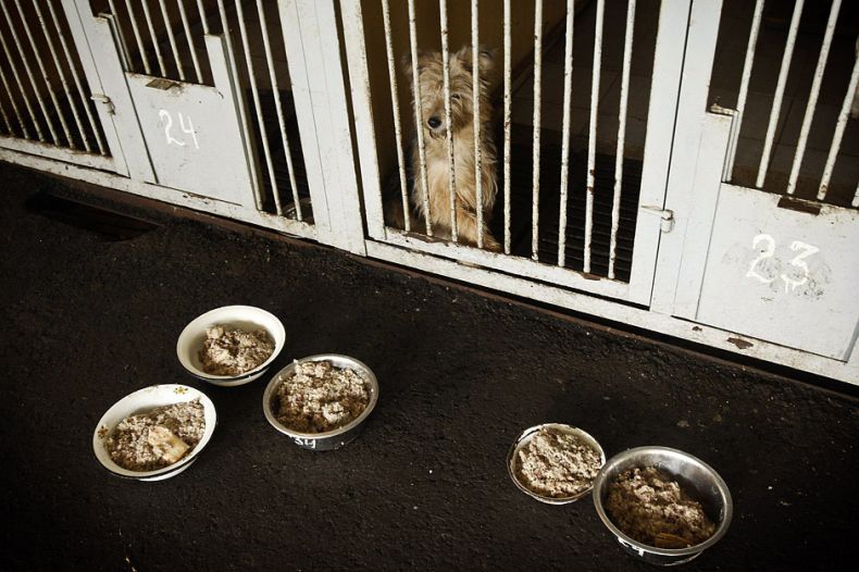 Собачий приют под Киевом (9 Фото)
