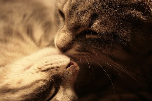 Влюбленные коты (31 Фото)