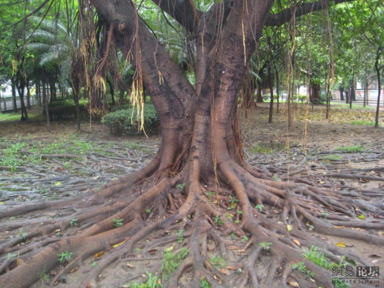 Огромные корни (11 Фото)