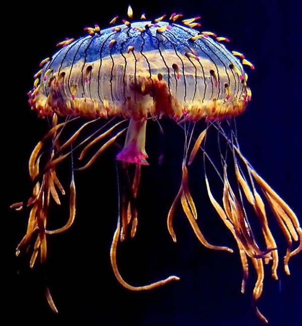 Медузы (15 Фото)