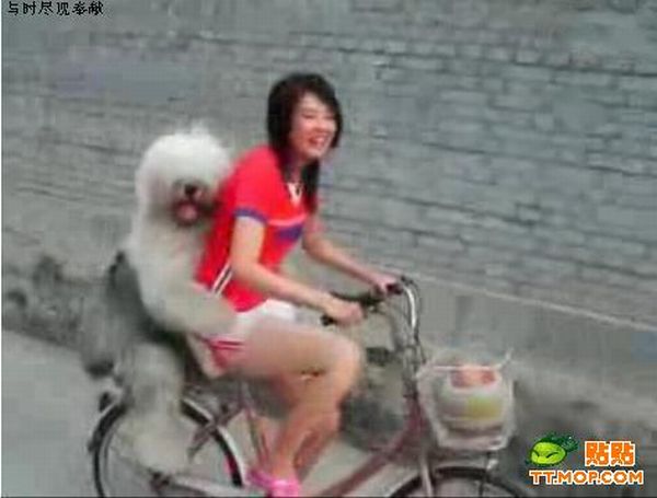 Собака на велосипеде (5 Фото)
