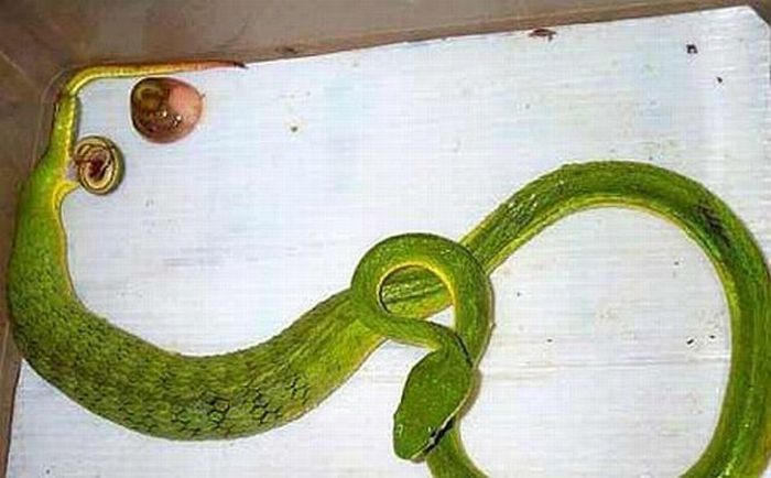 Как рожают змеи (4 фото) » Триникси