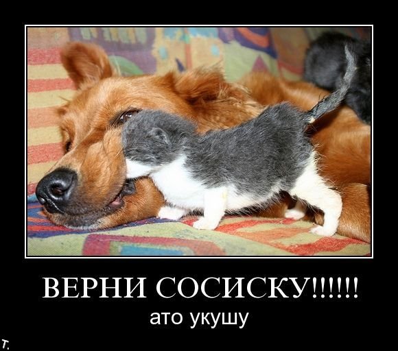 http://trinixy.ru/pics4/20091106/demotivators_nov6_84.jpg