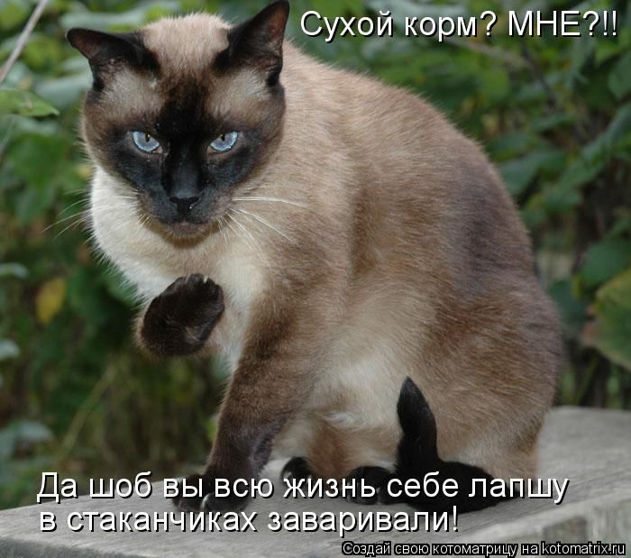 http://trinixy.ru/pics4/20100219/kotomatrix_07.jpg