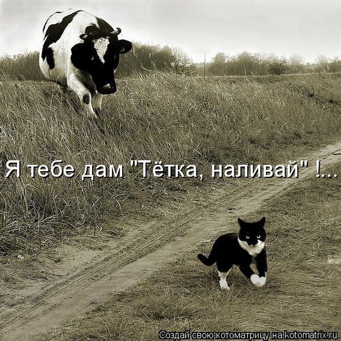 http://trinixy.ru/pics4/20100219/kotomatrix_43.jpg