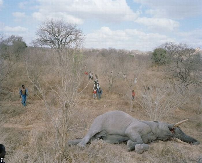 http://trinixy.ru/pics4/20100309/zimbabwe_elephant_02.jpg
