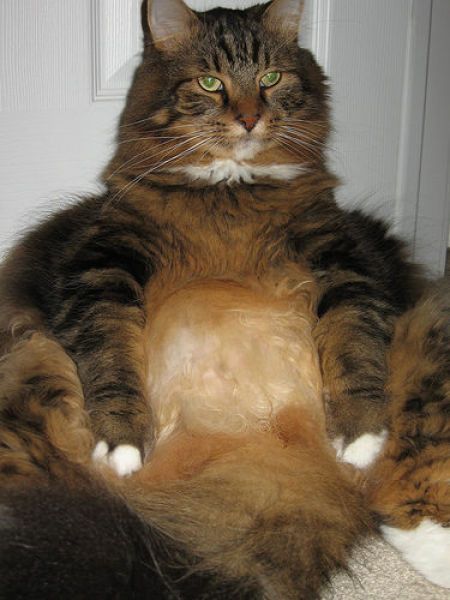 Толстые коты (62 фото) » Триникси