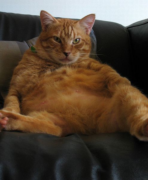 Толстые коты (50 фото) » Триникси