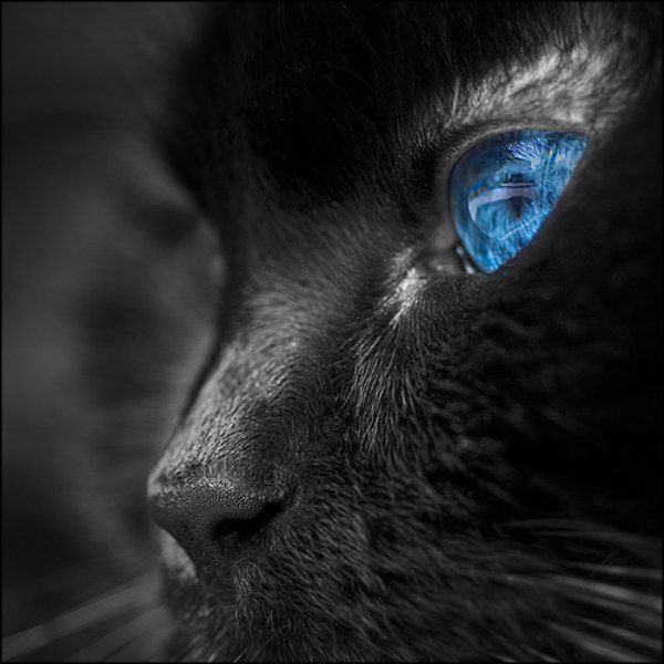 Завораживающие кошачьи глаза (26 Фото)