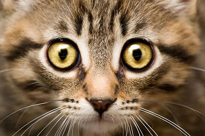 Завораживающие кошачьи глаза (26 Фото)