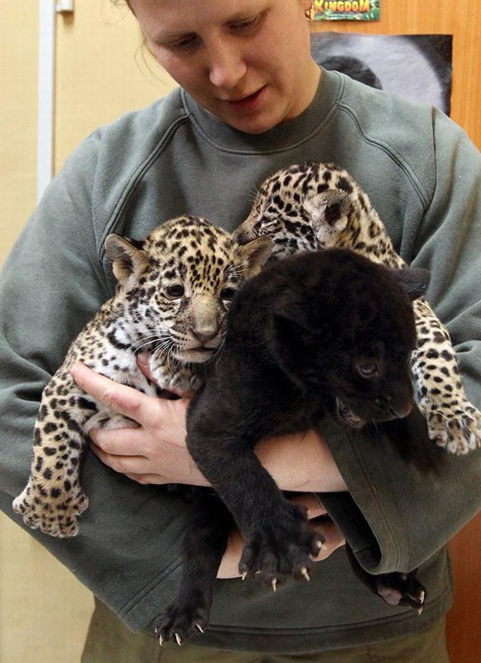Тройня малышей ягуара из зоопарка в Санкт-Петербурге (4 Фото)