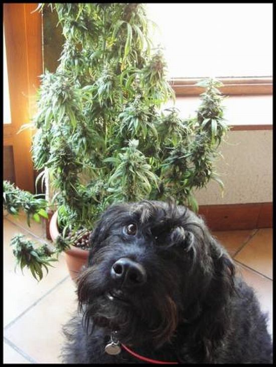 марихуана собаки