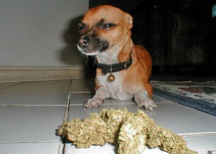 Собаки и марихуана (18 Фото)
