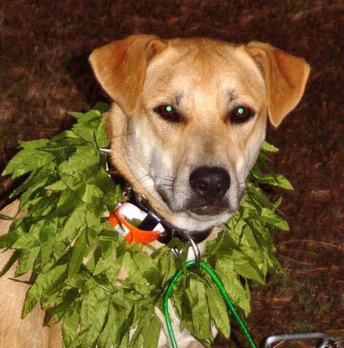 Собаки и марихуана (18 Фото)