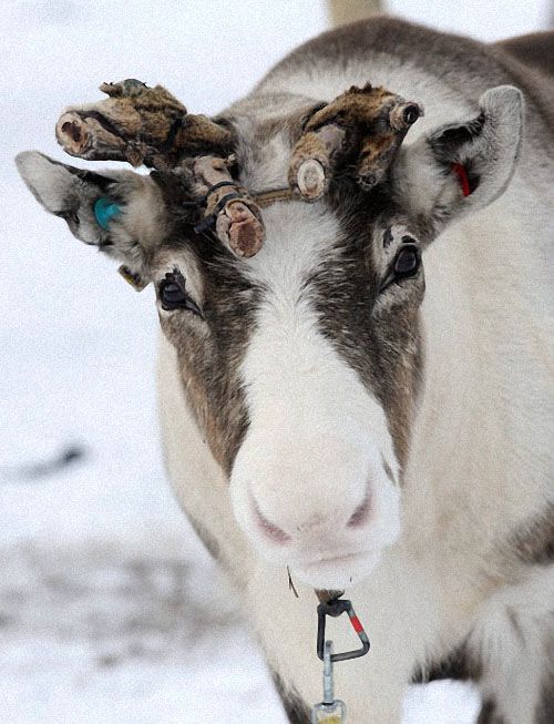 Гонки на северных оленях (13 Фото)