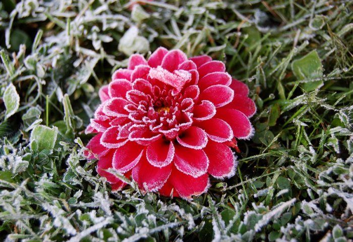 Очень красивые фото. Лед на цветах (19 Фото)