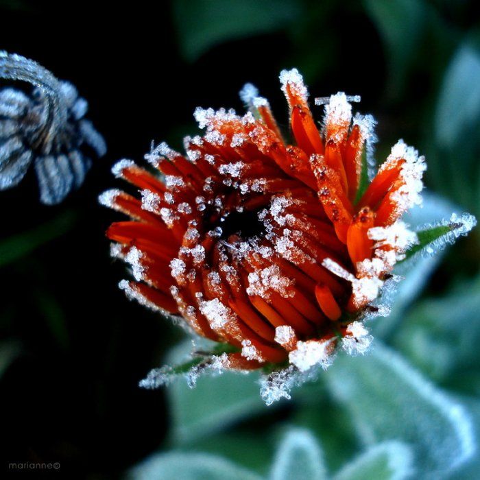 Очень красивые фото. Лед на цветах (19 Фото)
