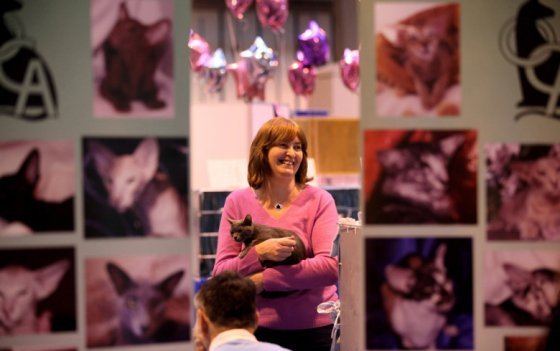 Выставка породистых кошек в Великобритании (20 Фото)
