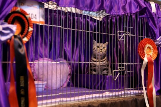 Выставка породистых кошек в Великобритании (20 Фото)