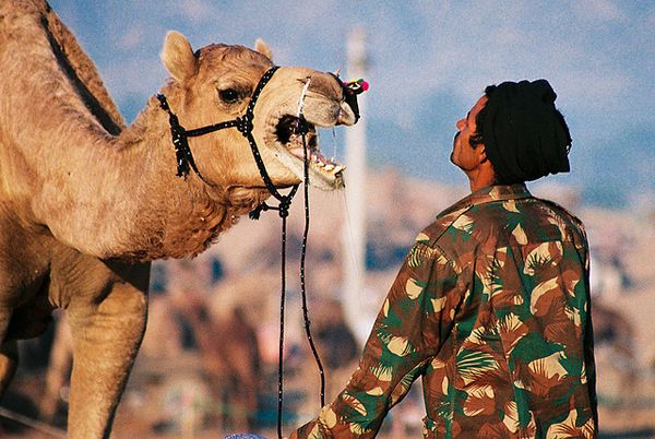 Верблюды – корабли пустыни (20 Фото)