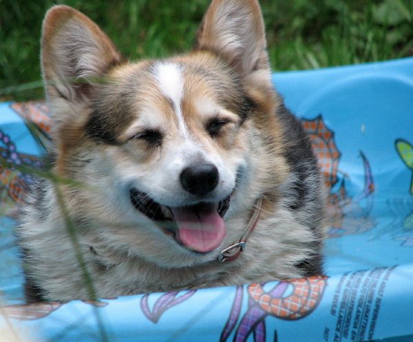 Собачий отдых у бассейна (9 Фото)