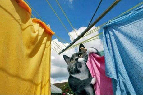Смешные коты-домохозяйки (12 Фото)