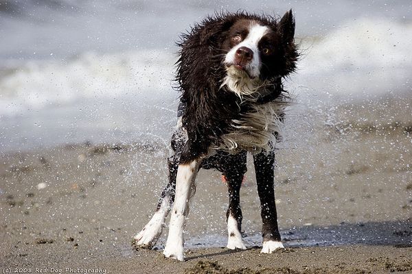 Собаки спасаются от летней жары (30 Фото)