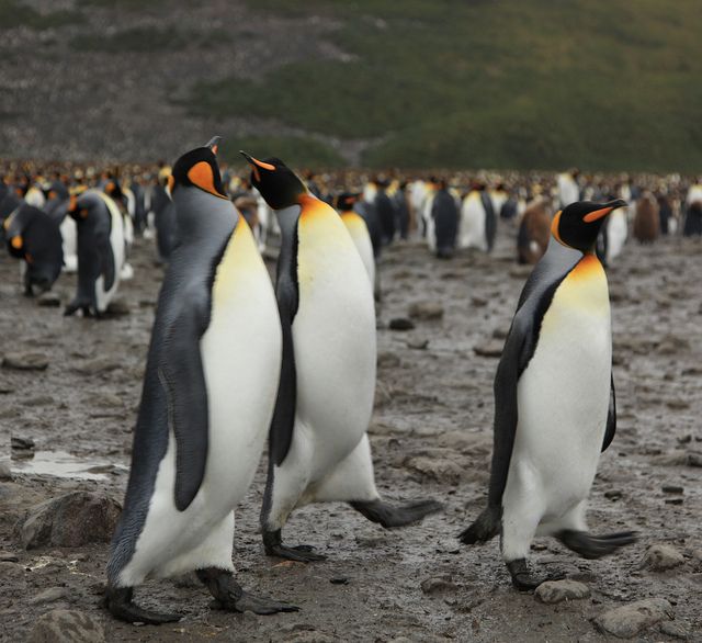 Страна пингвинов. Нереальное количество пингвинов в одном месте (20 Фото)
